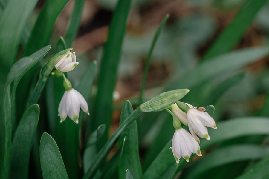 Snowdrops in garden