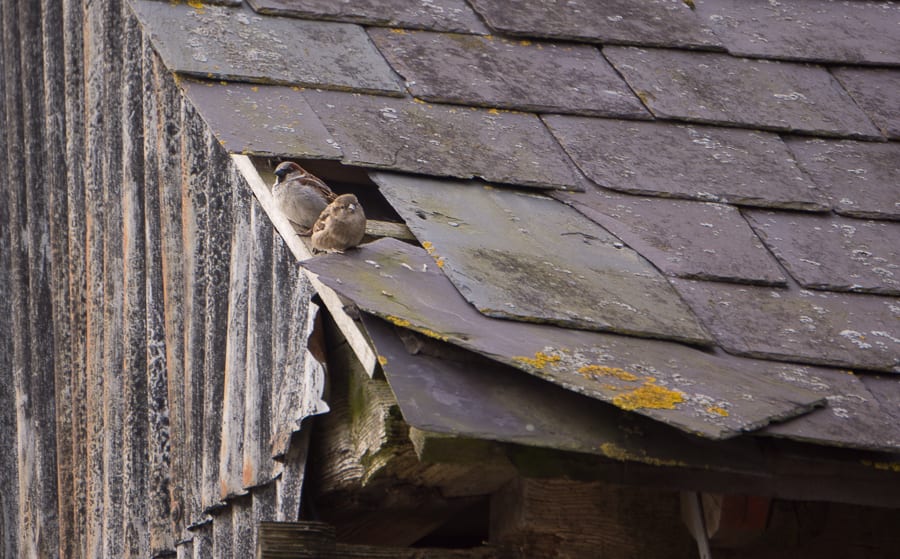 Sparrows on barn roof