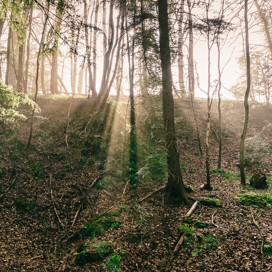 Sunlight and trees in woods