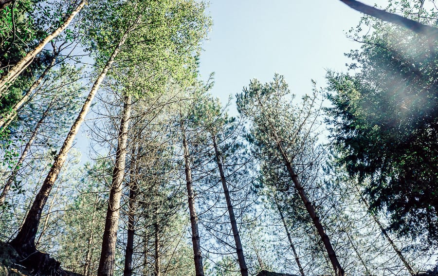 Treetop canopy