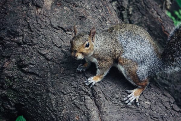 W B Yeats To a Squirrel at Kyle Na No