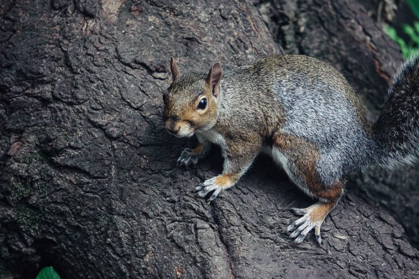 W B Yeats To a Squirrel at Kyle Na No