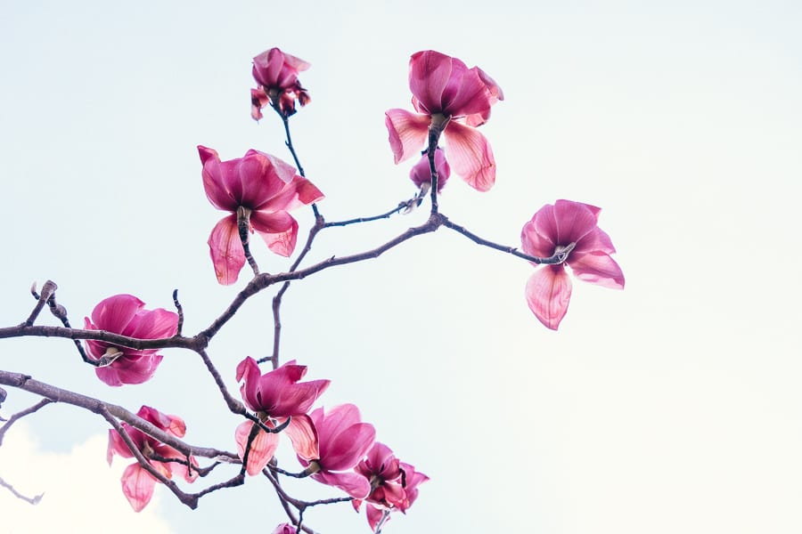 Wakehurst Spring Preview Magnolia flowers