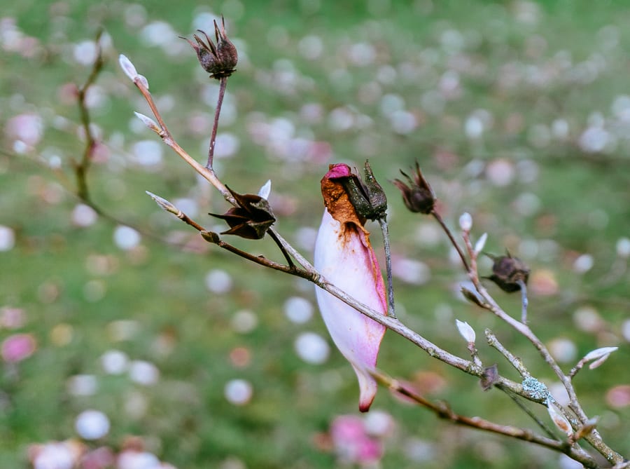 Wakehurst Magnolia petal on branch