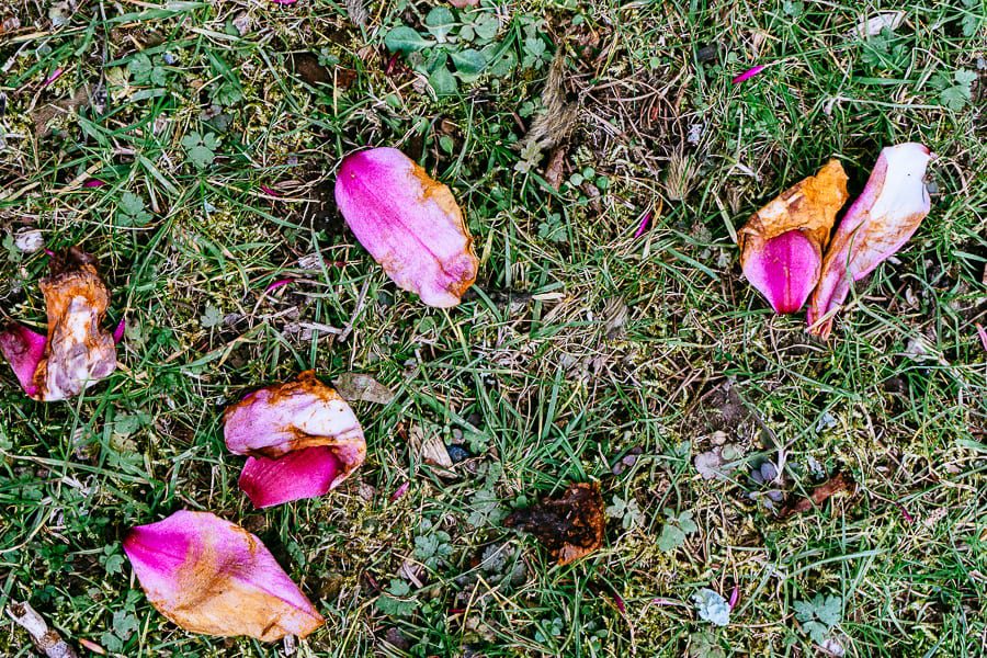 Wakehurst Magnolia petals on grass