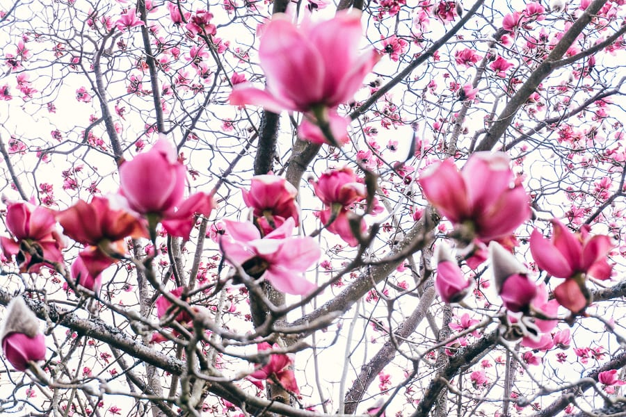 Wakehurst Magnolia skyline