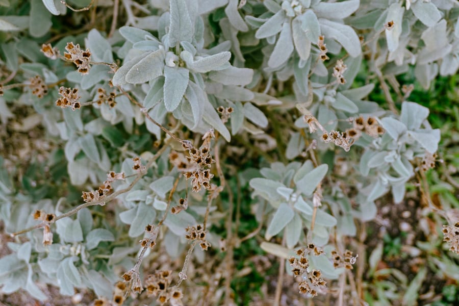 Wakehurst Phlomis purpurea