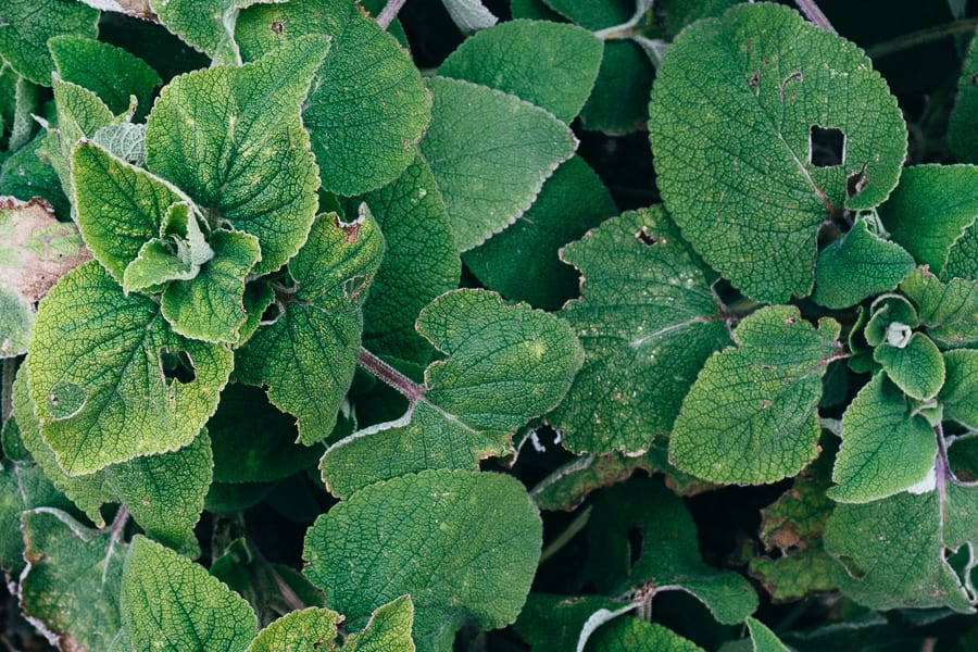 Wakehurst Phlomis samia subsp maroccana