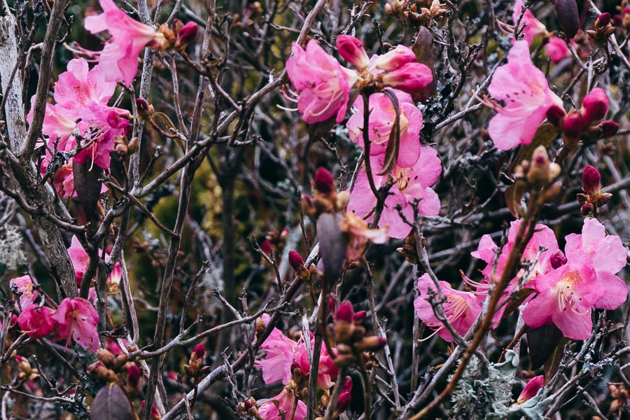 Wakehurst Rhododendron Airy Fairy flowers