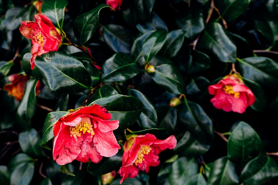 Wakehurst camellias wilting