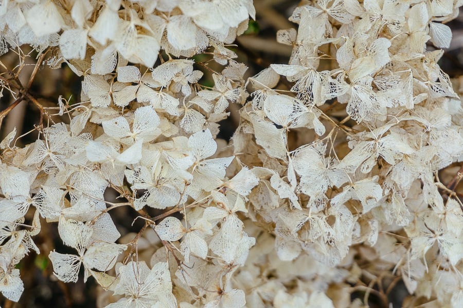 Wakehurst dead Hydrangea heads