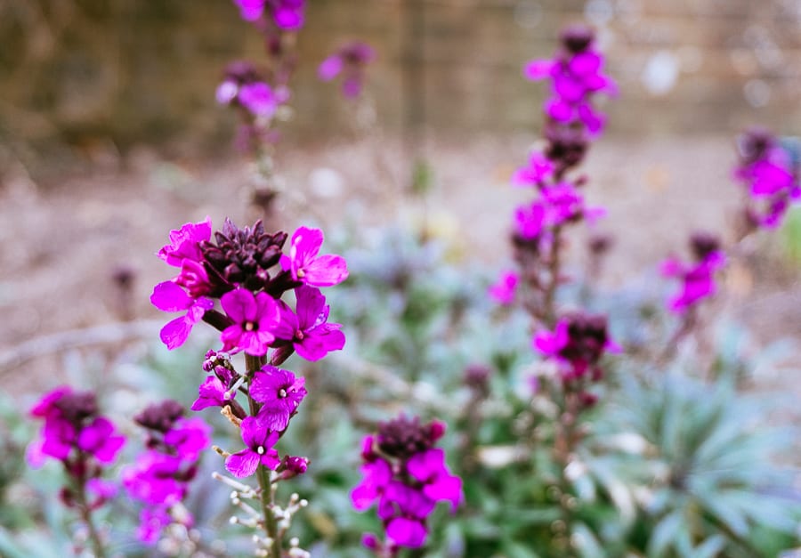 Wakehurst erysium in flower