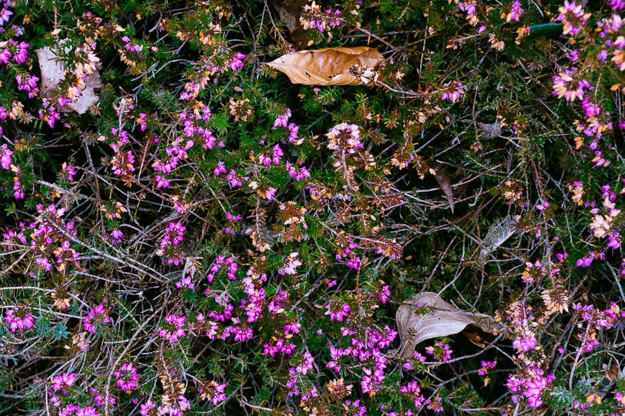 Wakehurst pink heather and leaves