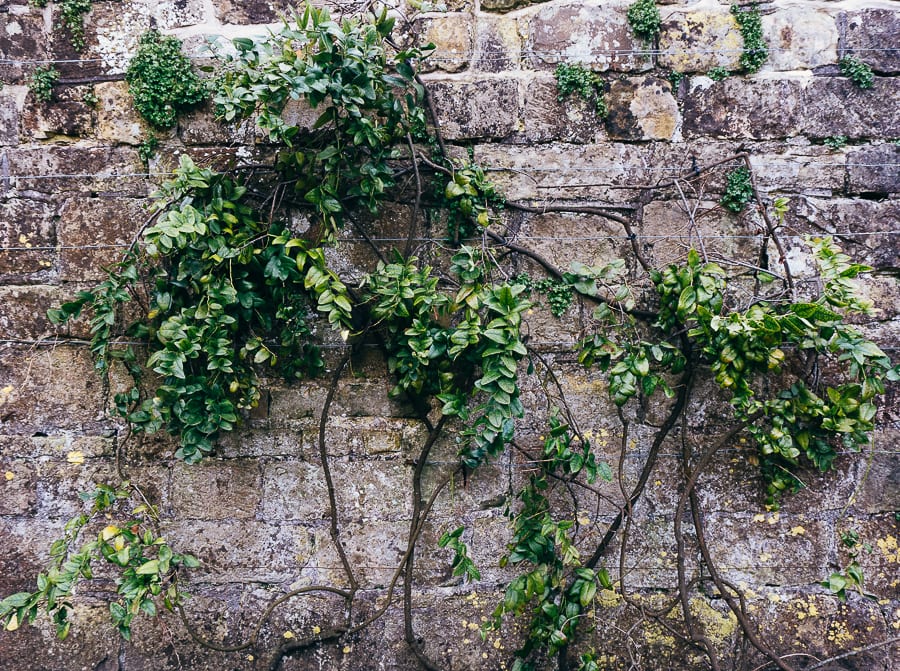 Wakehurst wall with plant trellis