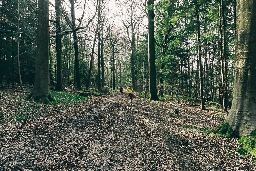 Woods Picnic path