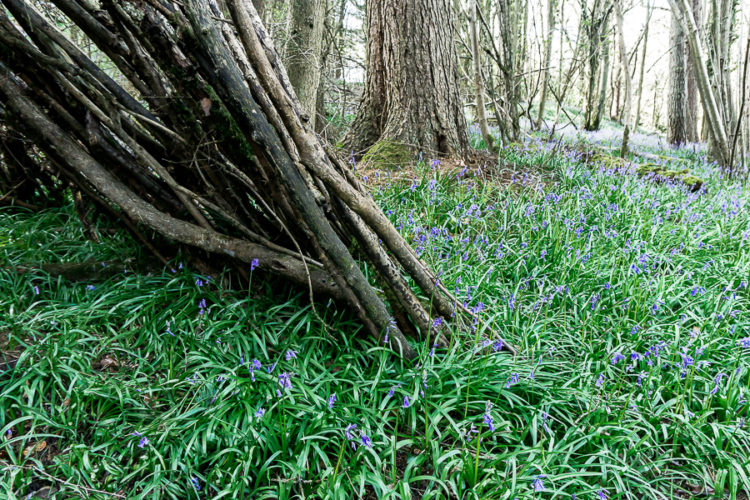 10 fun facts about bluebells to tell kids Wild About Here