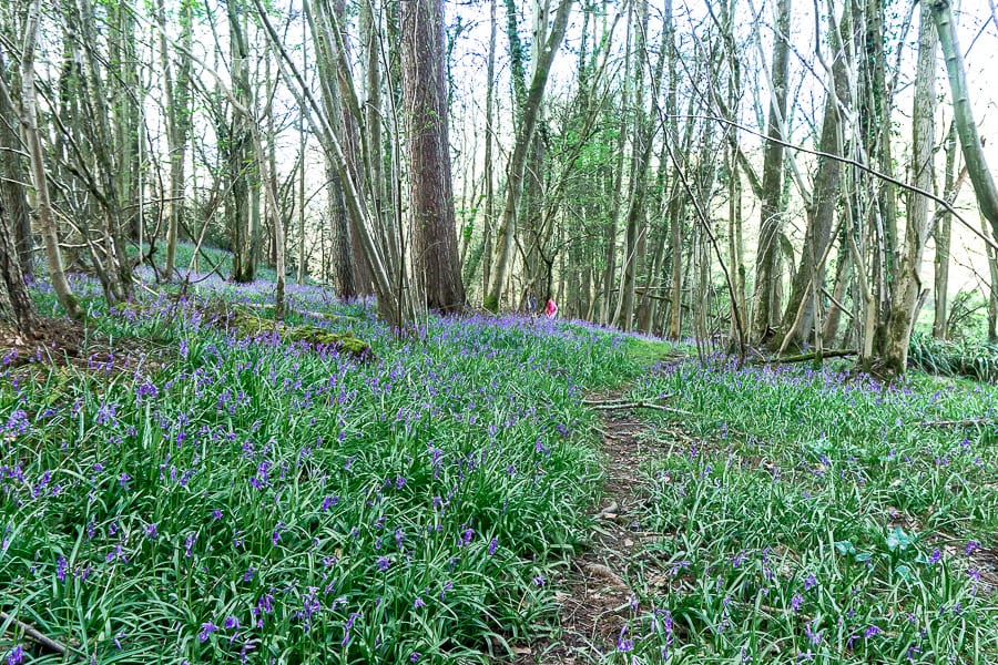 10 fun facts about bluebells to tell kids Wild About Here