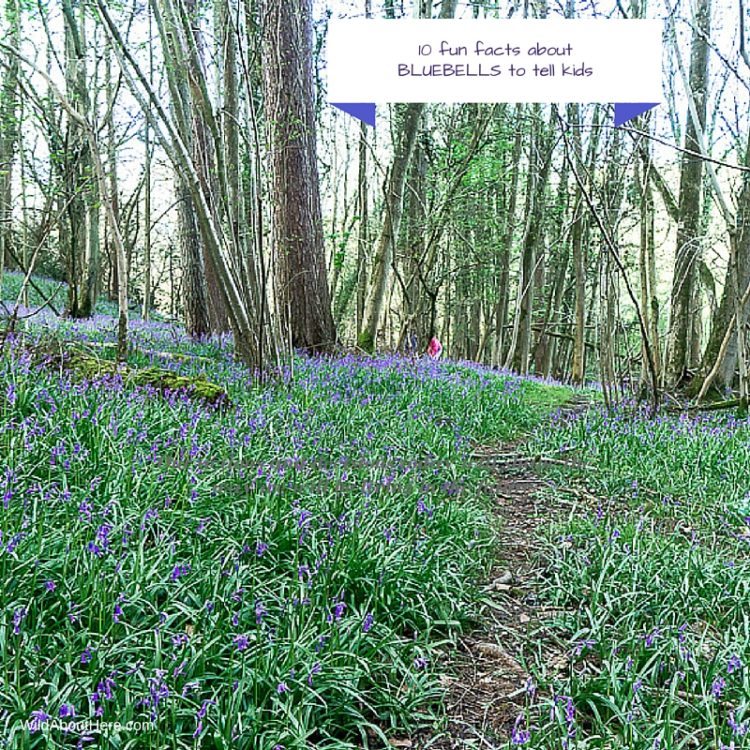 10 fun facts about bluebells to tell kids Wild About Here