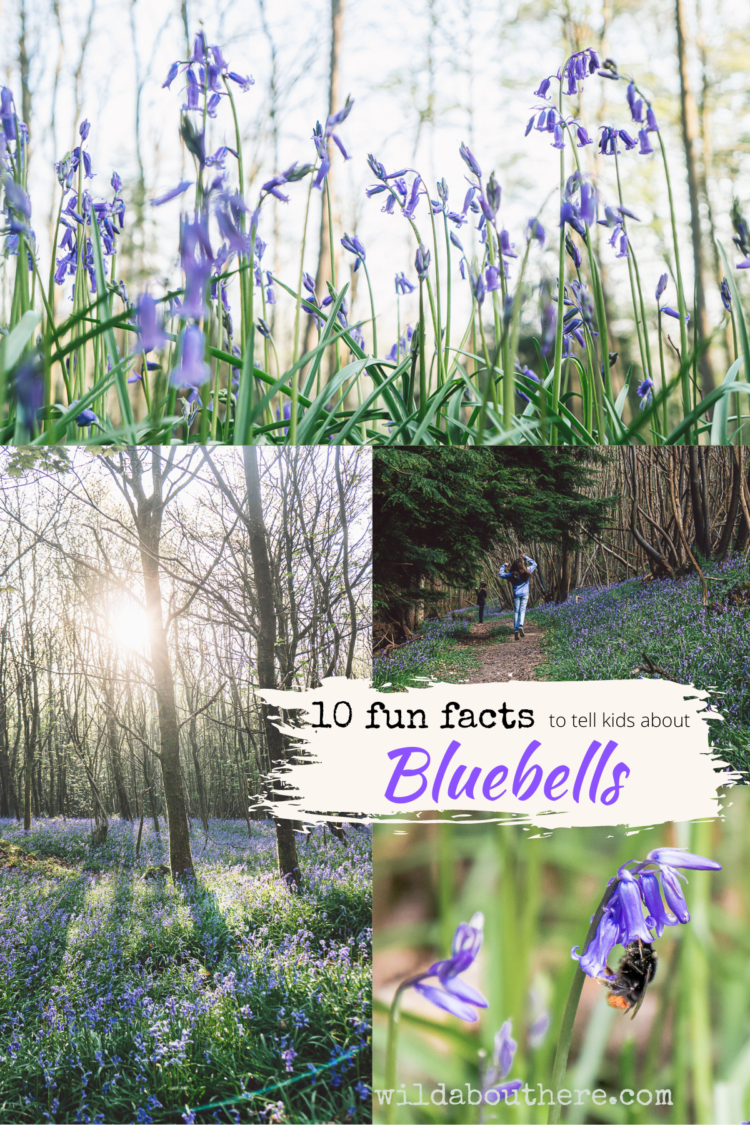 Facts about bluebells, Nature