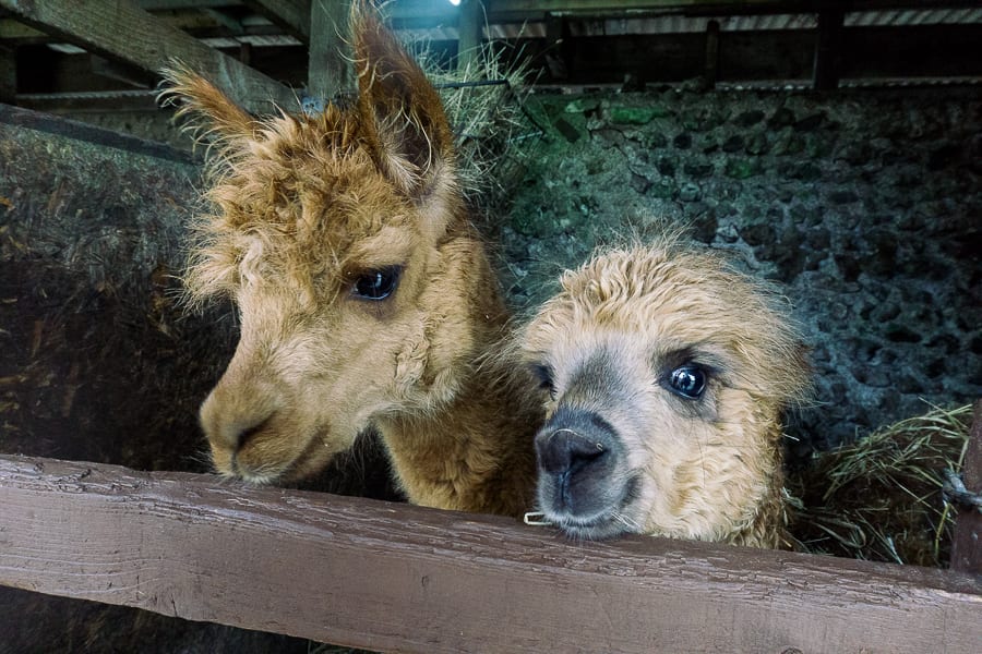 Alpaca at Sheep Centre East Dean