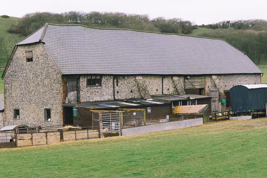 Baby Lambs Sheep Centre East Dean