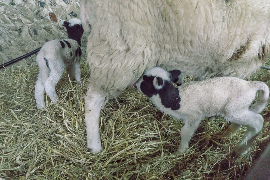 Baby Lambs suckling ewe