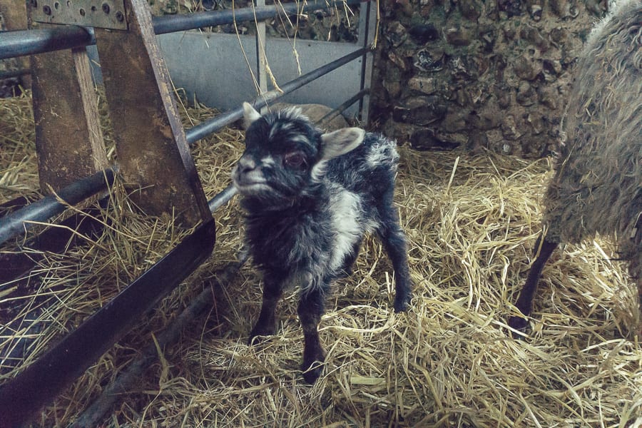 Baby Lambs two days old