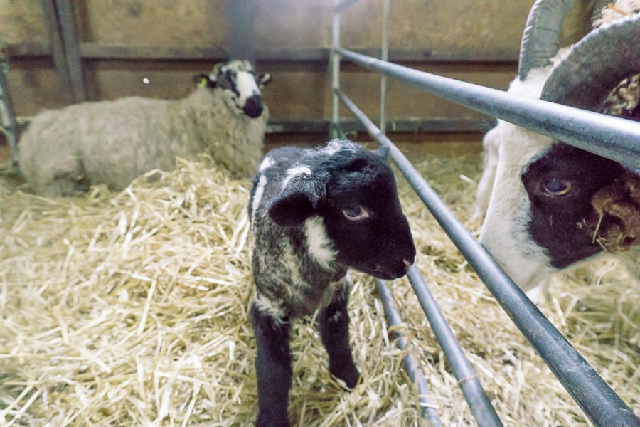 Baby lamb and ewes