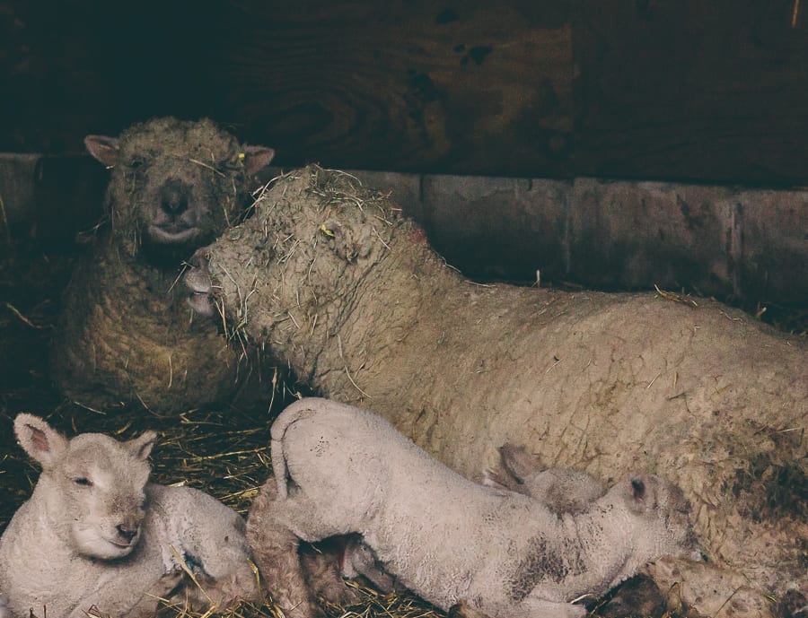 Countryside spring baby lambs