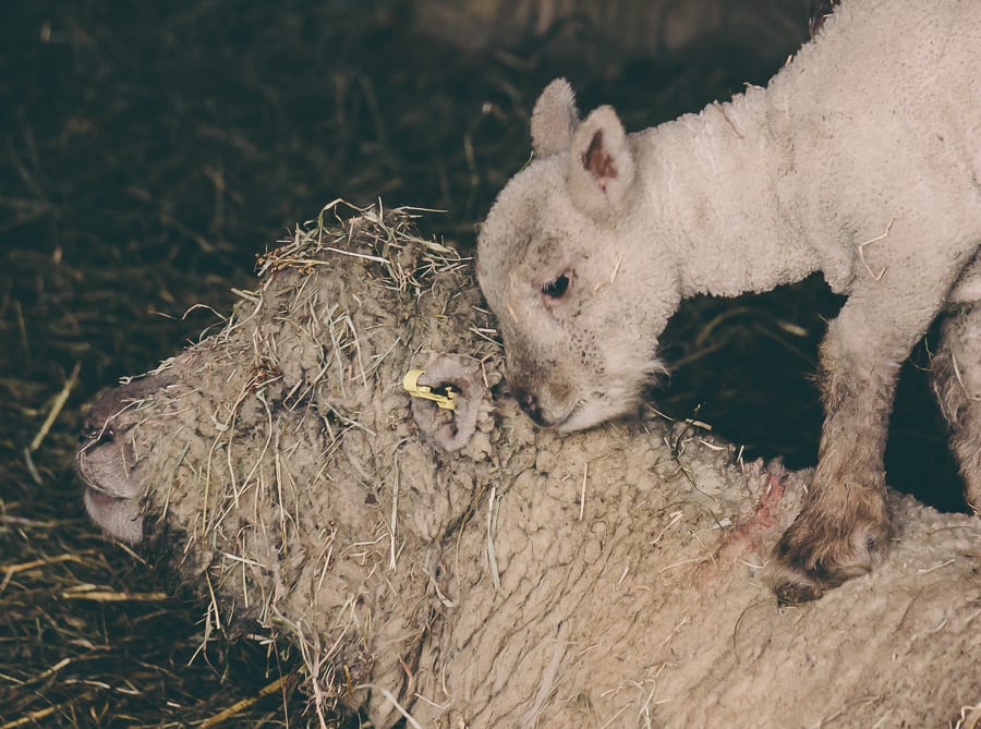 Countryside spring baby lamb and ewe mother