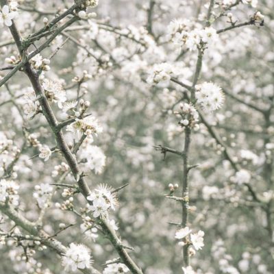 Blossoms Hawthorn