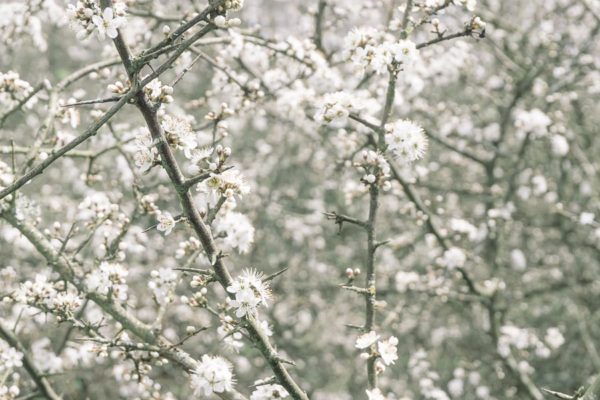 Blossoms Hawthorn
