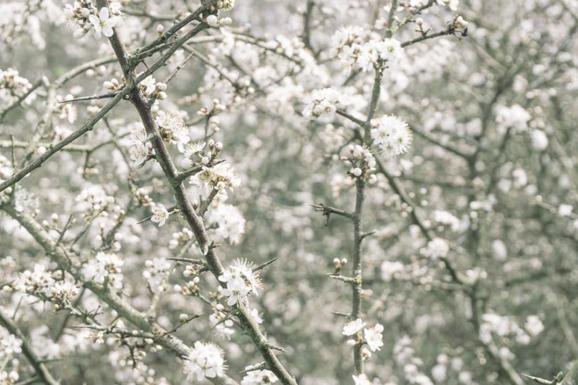 Blossoms Hawthorn
