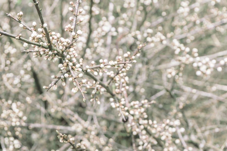 Country spring blossoms