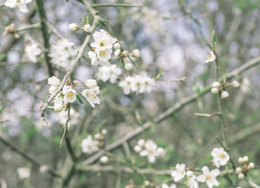 Countryside spring hedgerow blossoms