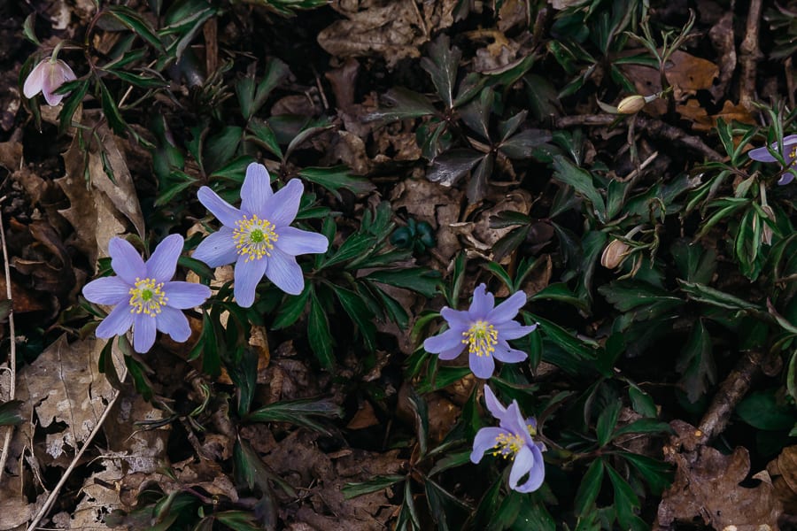 Countryside spring blue anemones