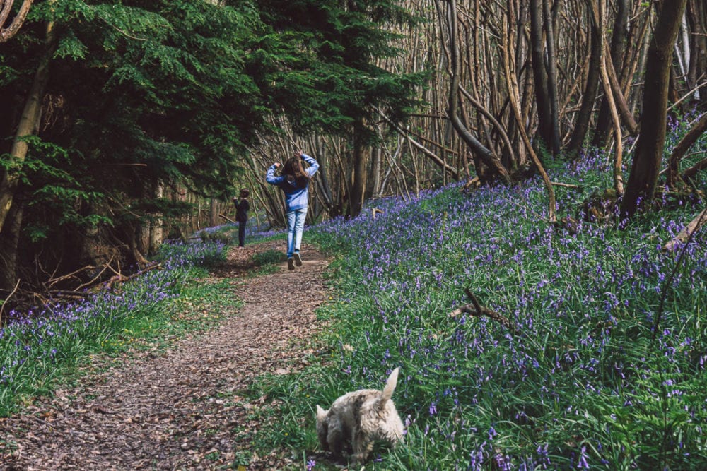 Kids woods path bluebells