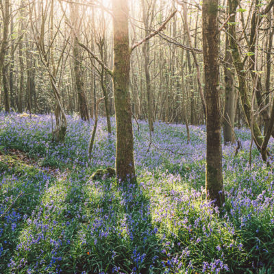 10 fun facts about bluebells to tell kids