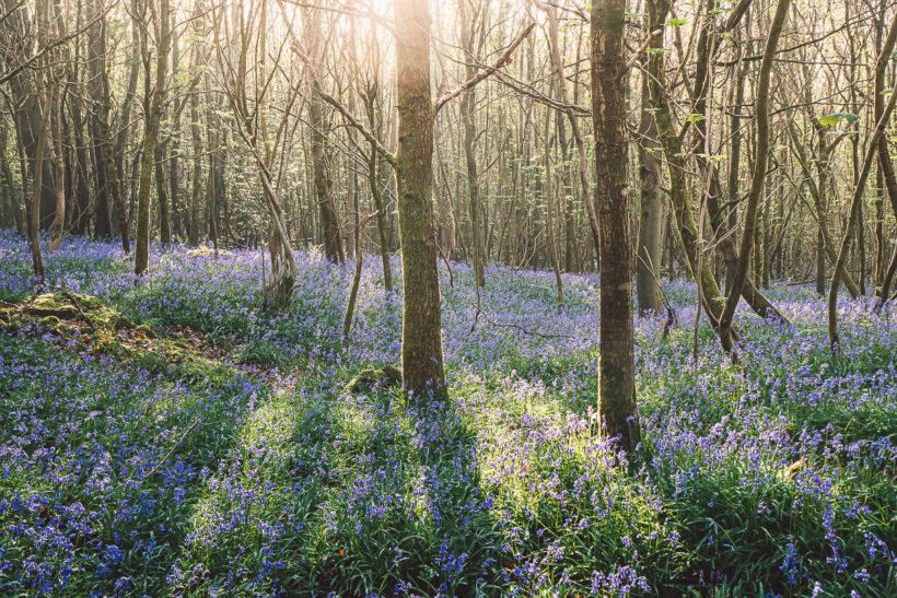 Bluebells woods