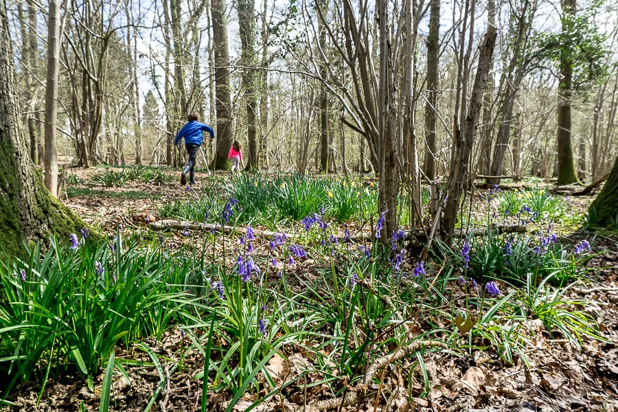 Bluebells and kids in woods