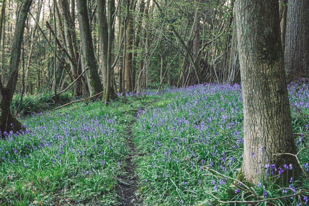 Deer path bluebell woods