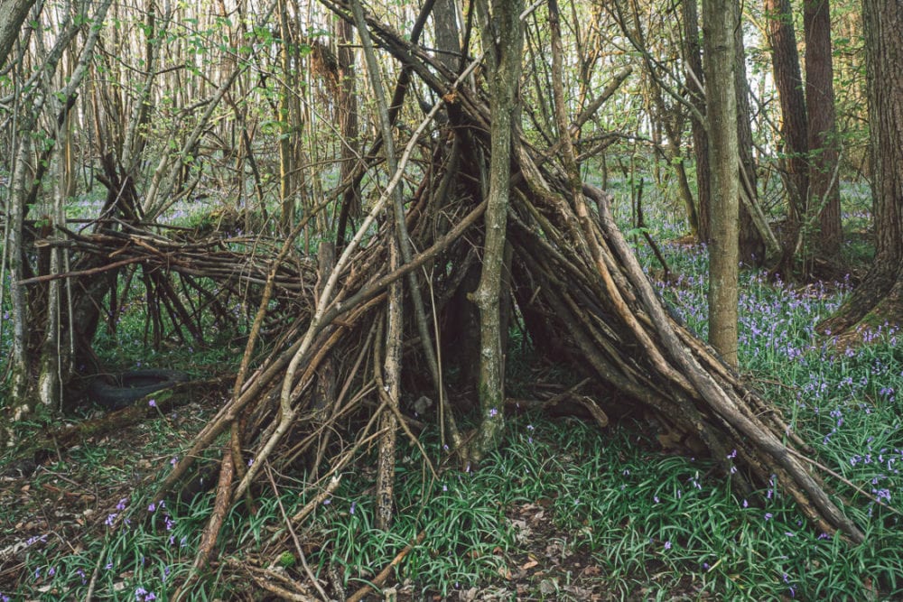 Bluebells den woods