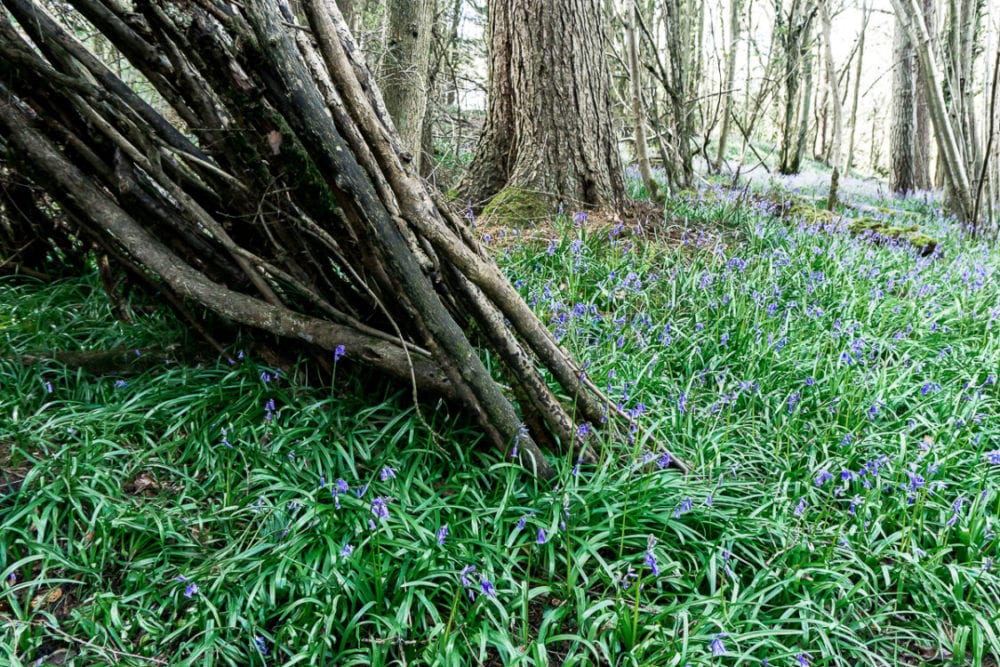 Bluebells den entrance