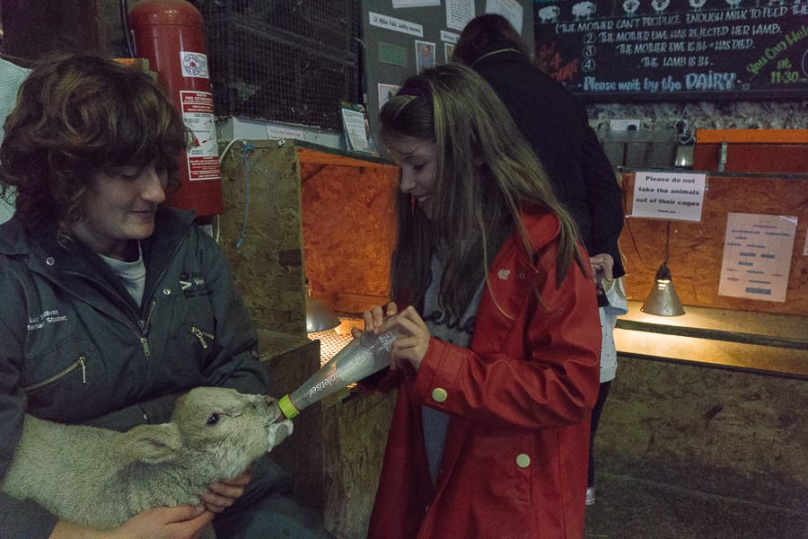 Bottle feed baby orphan lamb