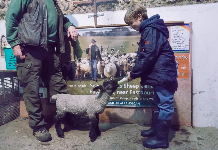 Bottle feeding baby lamb