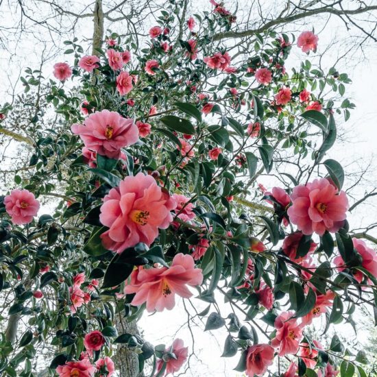 Camellia flowers