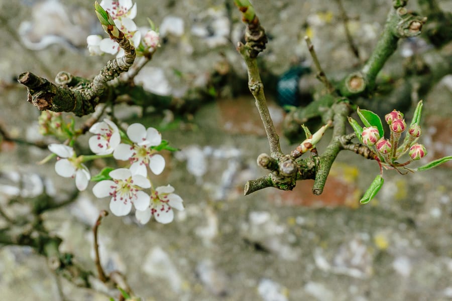 Charleston garden tree blossoms