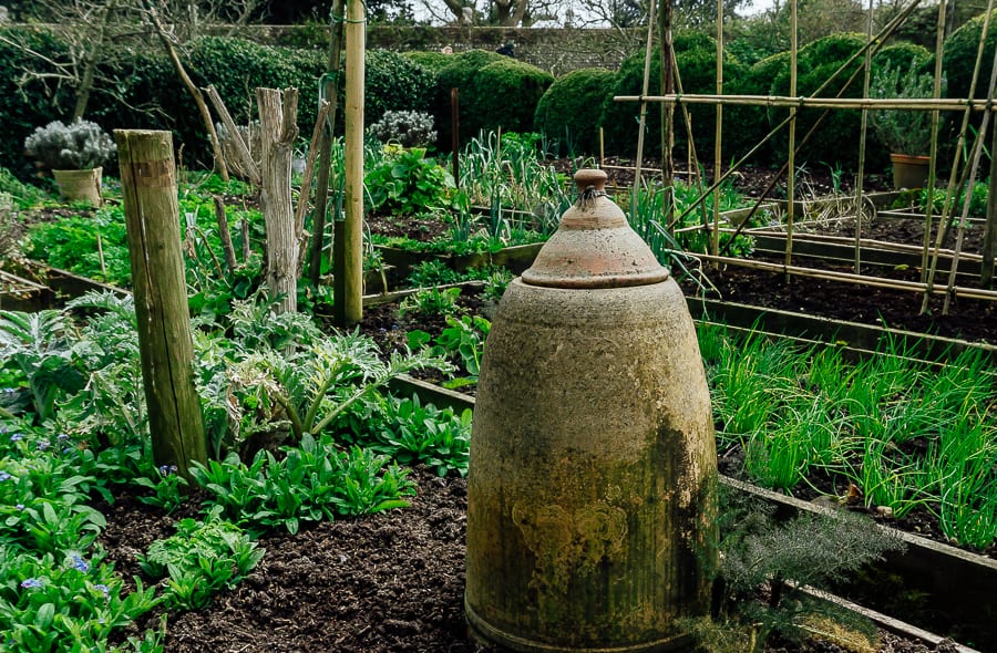 Charleston vegetable fruit patch