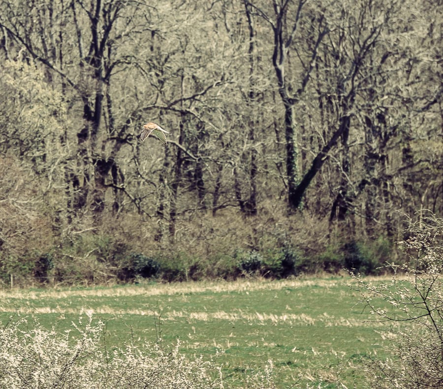 Countryside spring kestrel hunting