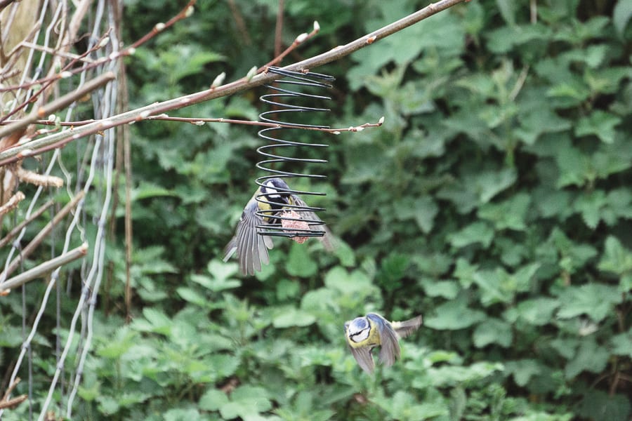 Countryside spring tits flying by birdfeeder